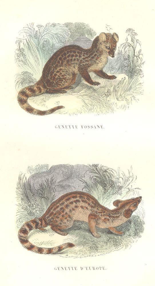 MAMMALS. Civet and Zibeth. Genette Fossane; European Genette 1873 old print